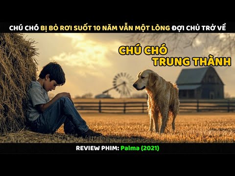 Chú Chó Bị Bỏ Rơi Suốt 10 Năm Vẫn Một Lòng Đợi Chủ Trở Về | Review Phim
